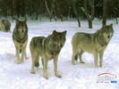 animals_01.jpg