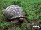 animals_04.jpg