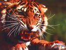 animals_05.jpg