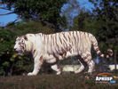 animals_06.jpg