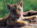 animals_07.jpg