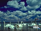 animals_08.jpg