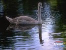 animals_09.jpg