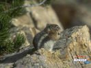 animals_10.jpg