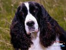 animals_11.jpg