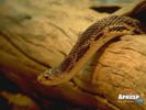 animals_12.jpg