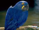 animals_16.jpg