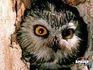 animals_21.jpg
