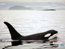 animals_22.jpg