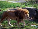 animals_24.jpg