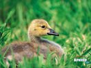 animals_28.jpg