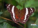 animals_29.jpg