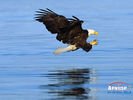 animals_31.jpg