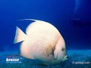 animals_34.jpg