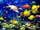 animals_35.jpg