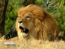 animals_36.jpg